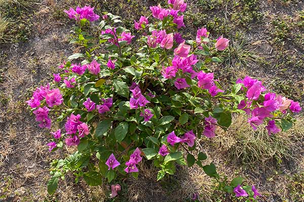 Bougainvilleas have new growth after recovering from frost.