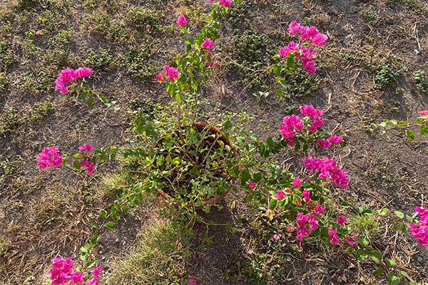 Bougainvilleas have new growth after recovering from frost.