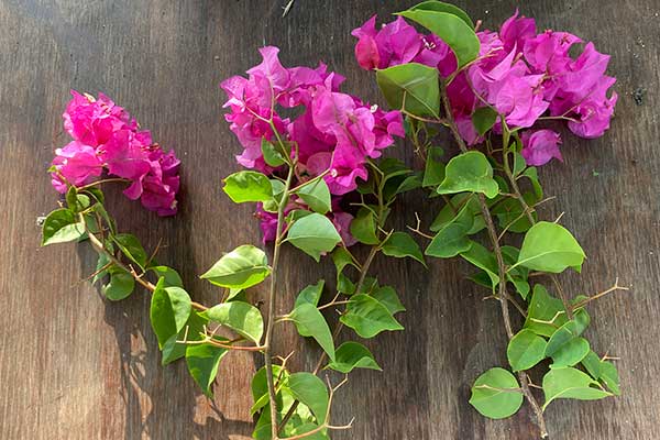 Bougainvillea trimmings on a wood table top.