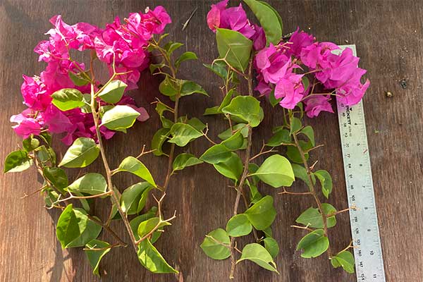 Bougainvilleas have a few pink bracts.