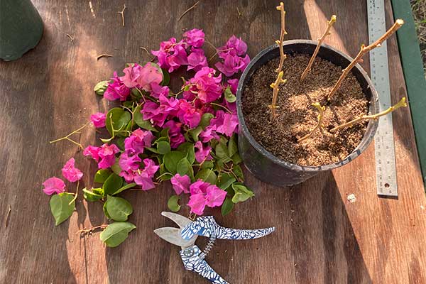 Bougainvillea didn't recover from frost.