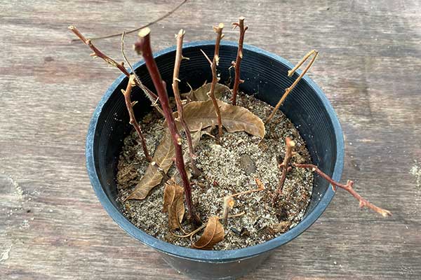 Bougainvillea didn't recover from frost.