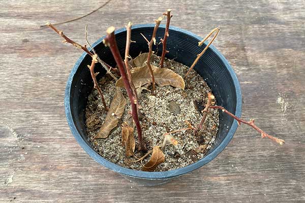 Bougainvillea didn't recover from frost.