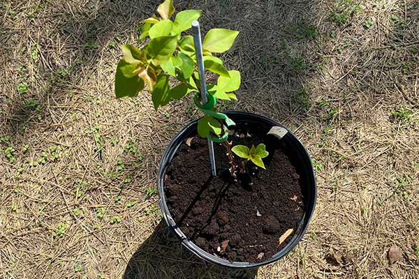 Bougainvillea in a pot.