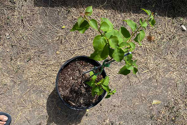 Bougainvillea in a pot that has not grown much with coffee ground ammendments.