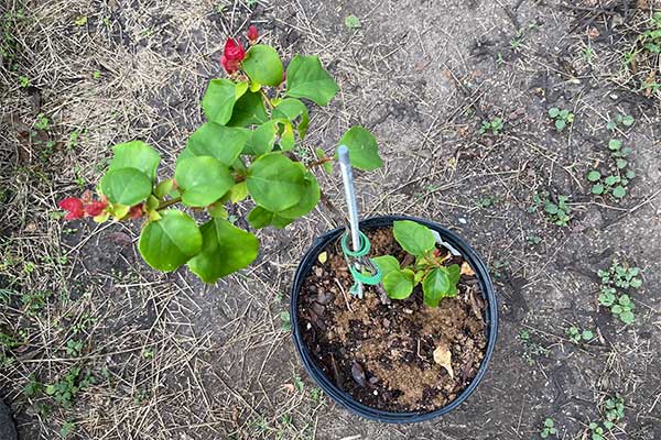 Bougainvillea in a pot that has been fertilized and is beginning to bloom.