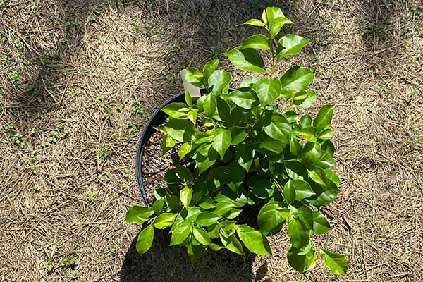 White Bougainvillea in a pot that has been given fertilizer.