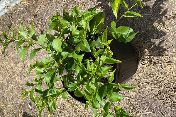 White Bougainvillea in a pot that is growing green leaves.