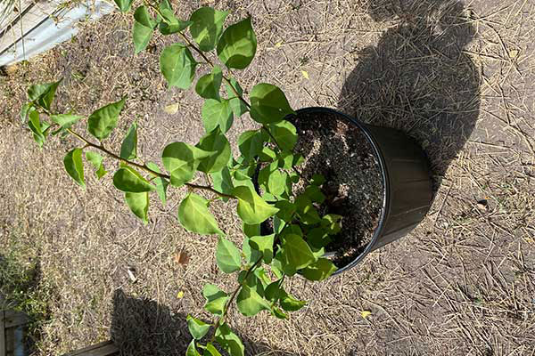 Bougainvillea in a pot that is growing leaves.