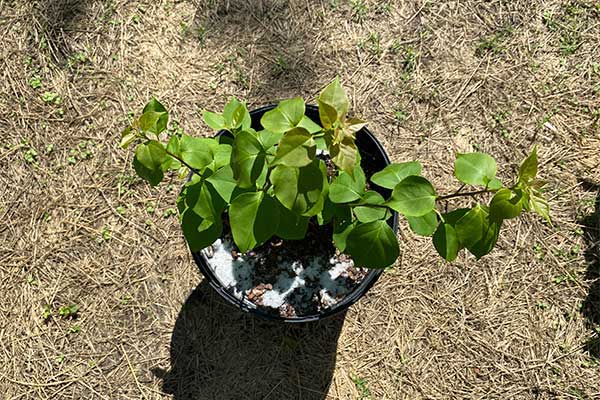 Bougainvillea in a pot that has been given epsom salt.