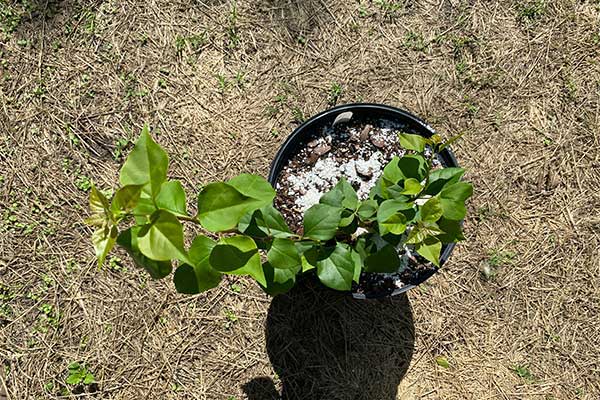 Bougainvillea in a pot that has eggshells added to soil.