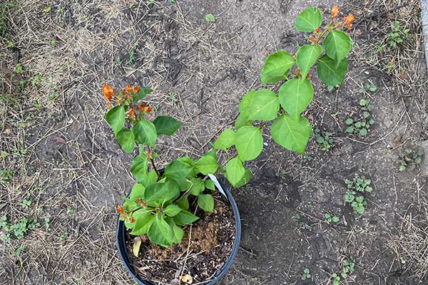 Bougainvillea in a pot that is beginning to grow bracts.