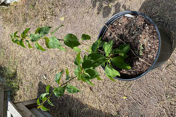 Bougainvillea in a pot that has is growing green leaves.