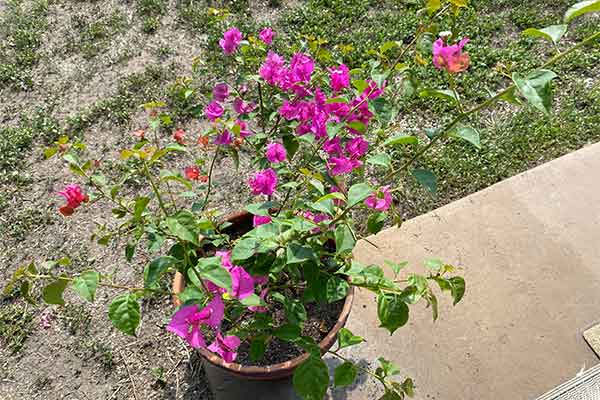 Bougainvillea in a pot that is losing its intensity