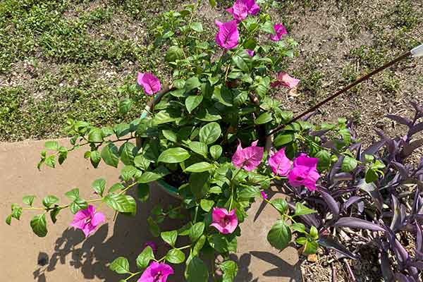 Bougainvillea in a pot that has been fertilized and is beginning to get pink bracts.