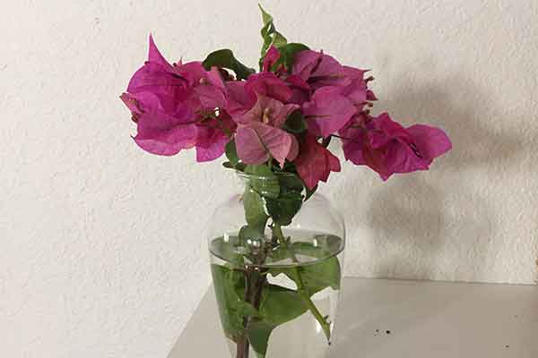 Bougainvillea cutting in a vase.