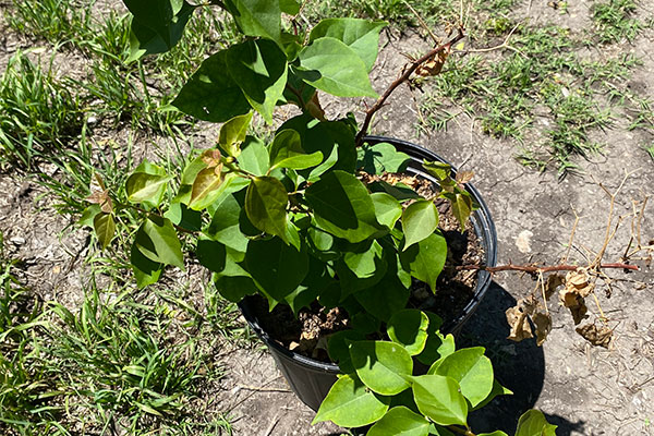 Leafy Bougainvillea in a pot.