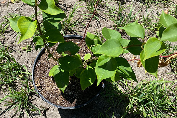 Bougainvilleas have new growth after recovering from frost.