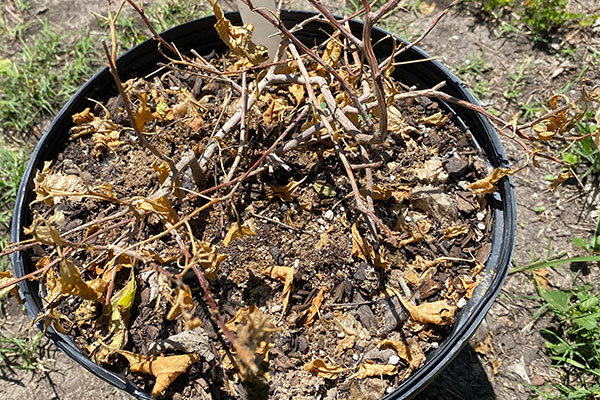 Bougainvillea didn't recover from frost.