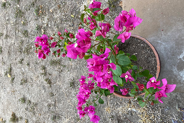 Bougainvillea with an abundance of bright pink bracts.