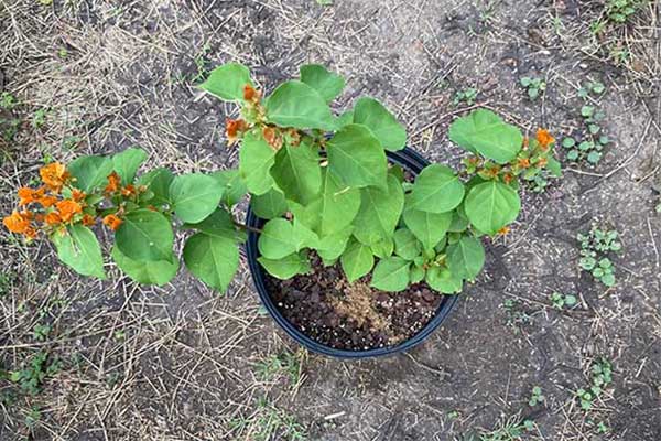 Bougainvillea in a pot growing bracts.