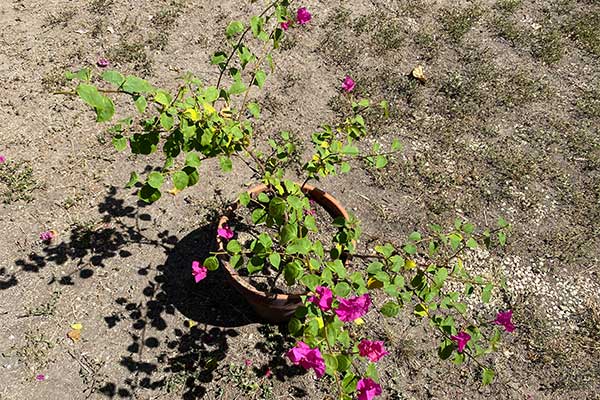 Bougainvillea in a pot that does not have many pink bracts.