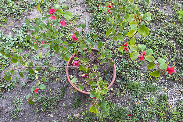 Bougainvillea in a pot that needs some tlc.