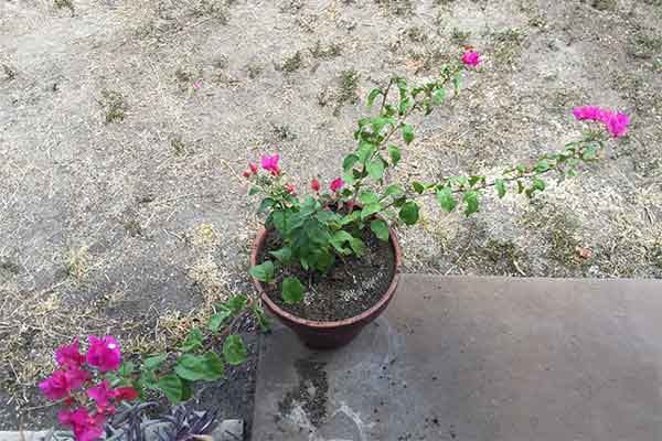 Bougainvillea in a pot that has been fertilized