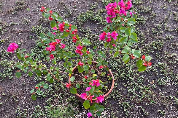 Bougainvillea in a pot that is beginning to bloom.