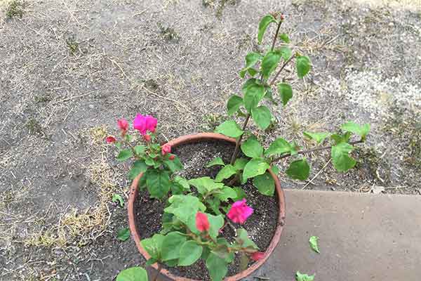 Bougainvillea in a pot that has been pruned