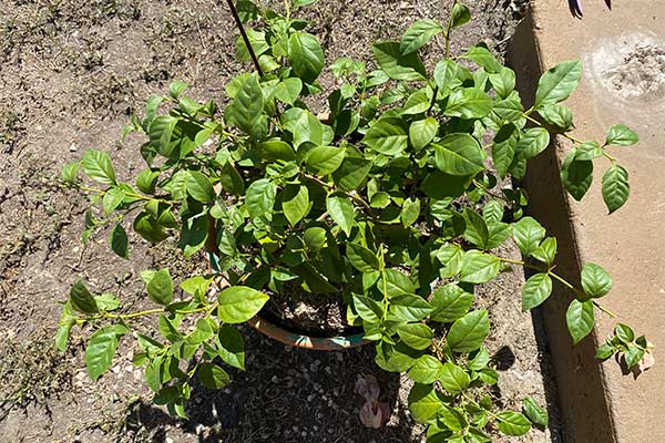 Bushy Bougainvillea in a pot that has been fertilized and pruned.