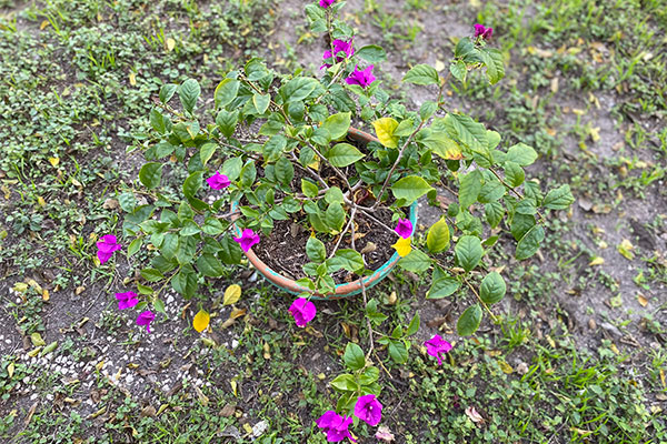 Bougainvillea in a pot that has been fertilized and is beginning to lose its pink bracts.