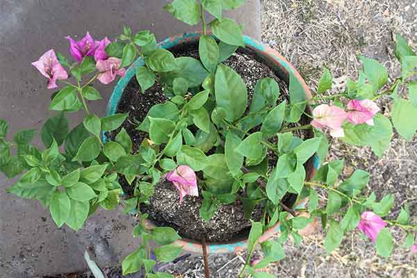 Bougainvillea in a pot with fertilizer on soil.