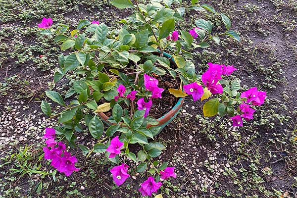 Bougainvillea in a pot that has been fertilized and is beginning to get pink bracts.