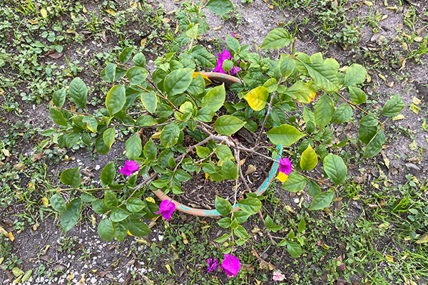 Bougainvillea in a pot that has been fertilized and pruned.