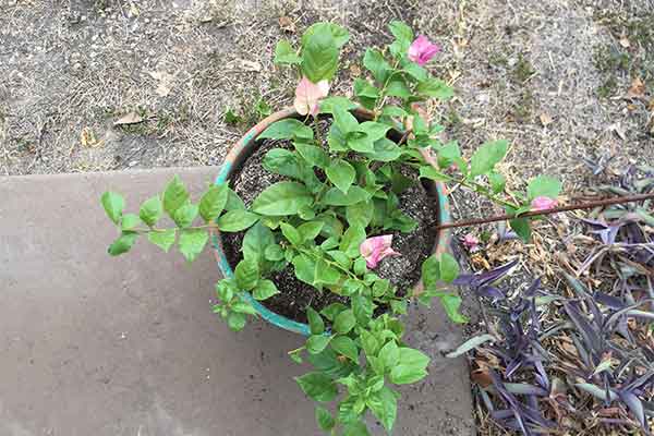 Bougainvillea in a pot that has been pruned