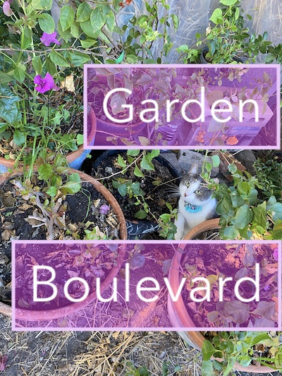 Cat and Bougainvillea.
