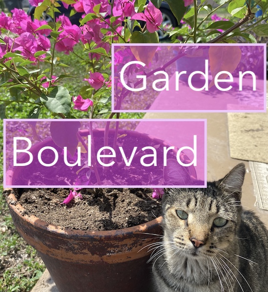 Bougainvilleas and Cats.