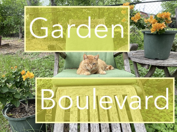 Cat and Bougainvillea.