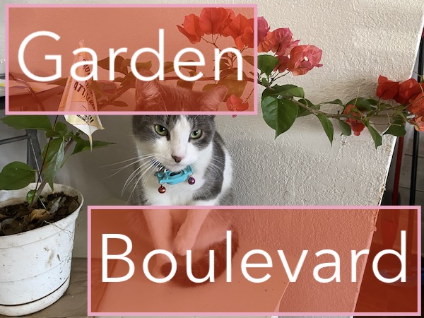 Bougainvillea and Cat.