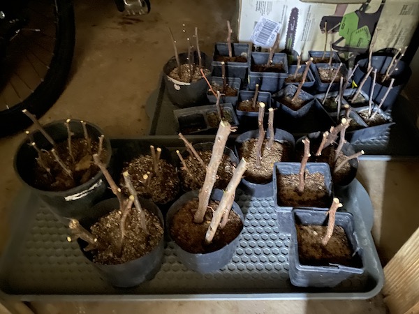 Freeze Damaged Bougainvilleas in a greenhouse.
