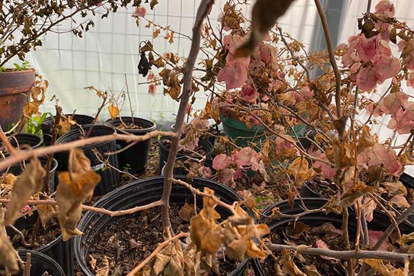 Freeze Damaged Bougainvilleas in a greenhouse.