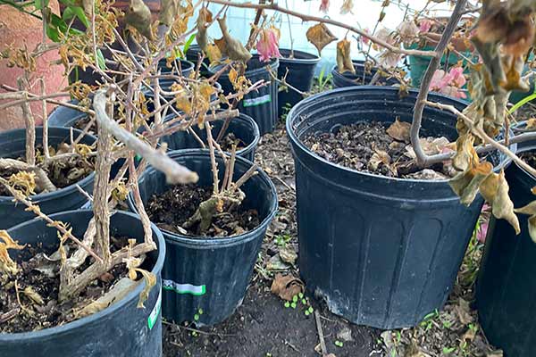 Freeze Damaged Bougainvilleas in a greenhouse.