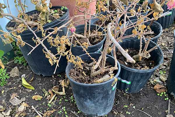 Freeze Damaged Bougainvilleas in a greenhouse.