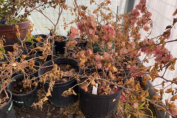 Freeze Damaged Bougainvilleas in a greenhouse.