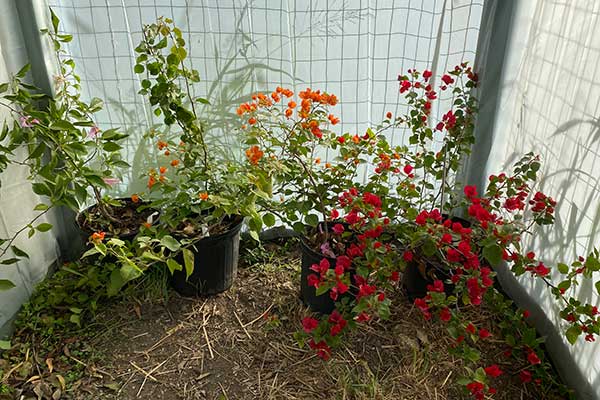 Bougainvilleas in a greenhouse for Bougainvillea winter care.