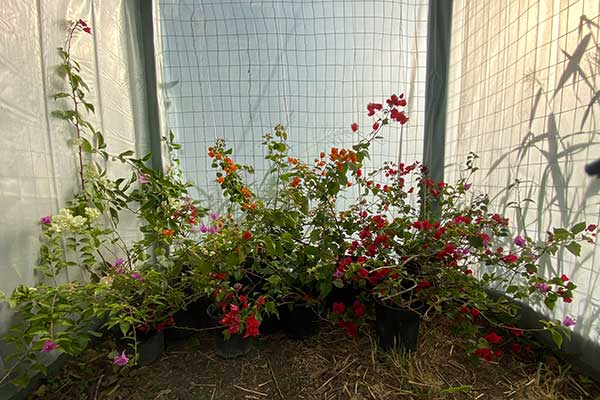 Bougainvilleas in a greenhouse for winter.