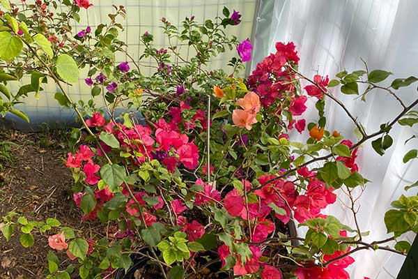 Bougainvilleas in a greenhouse for Bougainvillea winter care.