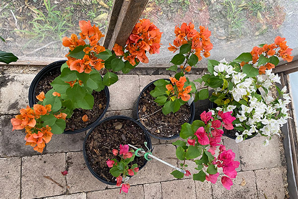 Blooming Bougainvilleas in a greenhouse