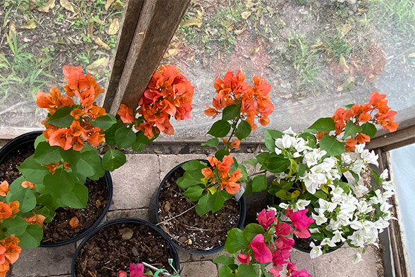 Orange, Pink and White Bougainvilleas in pots in a greenhouse.